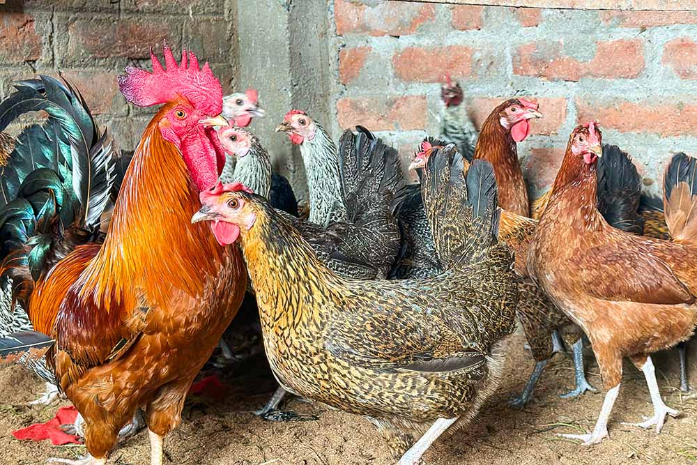 Native Chicken Breeds